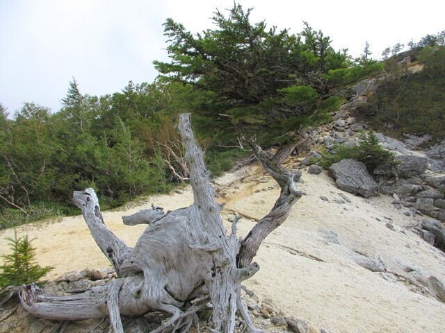 鳳凰三山の特徴的な木