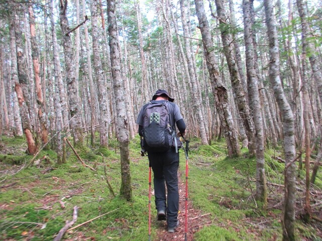 大ナジカ峠方面は雰囲気の良い苔むした登山ルート