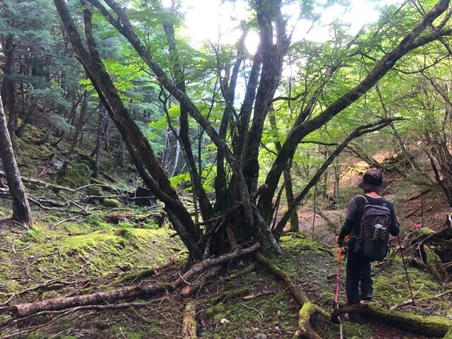 大ナジカ峠から丸沢バリエーションルートを歩いている様子