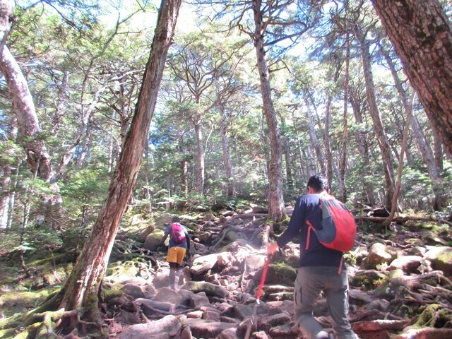 金峰山樹林帯の登山ルート