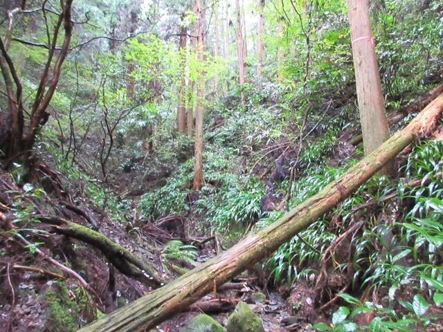 七ツ淵倒木だらけのハイキングコース
