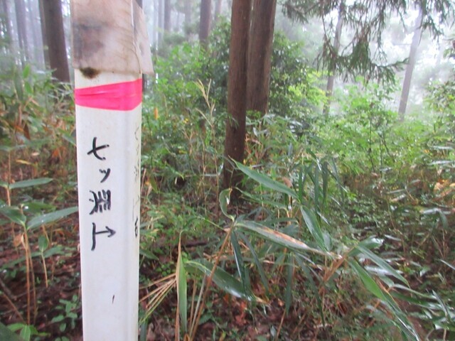 七ツ淵ルート陣馬山への登山道と同流