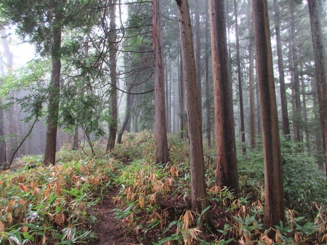 陣馬山へのハイキングコース景色