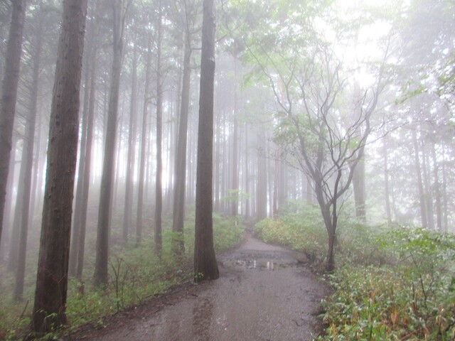 幻想的な森の中をハイキングの様子