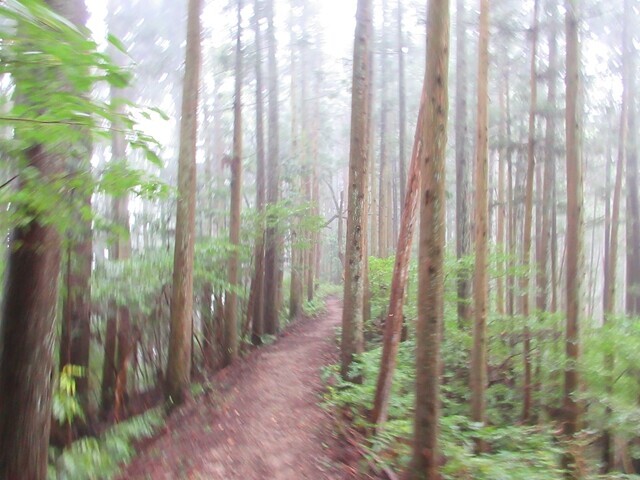 陣馬山から栃谷尾根