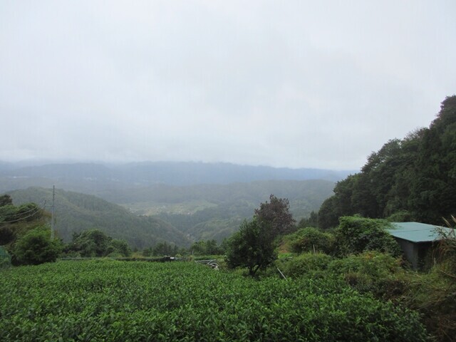 栃谷尾根の茶畑