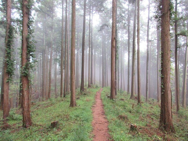 綺麗な尾根道をハイキング