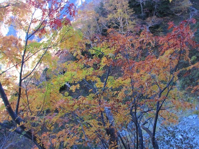 パノラマコースの紅葉が美しい