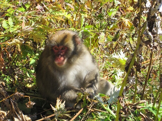 徳澤園を目指してパノラマコースを下っていくと猿の集団と遭遇の様子