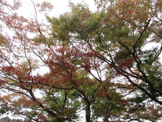 宮ヶ瀬紅葉の様子