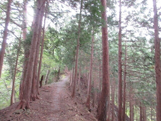 ヤマビルを確認しながら焼山登山の様子