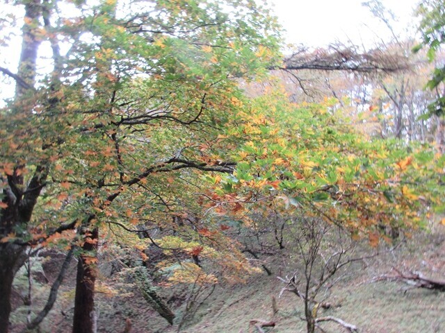 丹沢主脈縦走日帰り登山中に観賞した紅葉