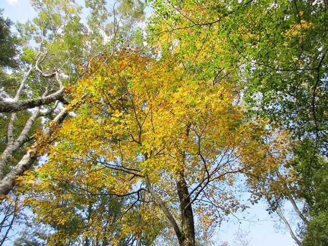 沢主脈縦走日帰り登山は色々な地点の紅葉の色づき具合を楽しめる
