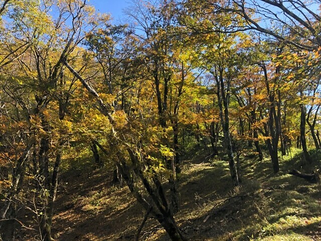 丹沢主脈縦走中の紅葉の景色