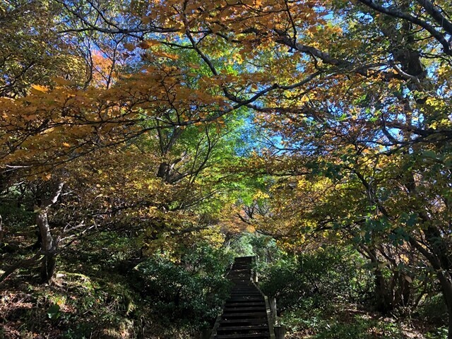 紅葉のトンネル丹沢主脈縦走路
