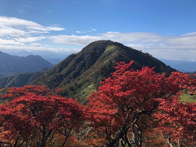 紅葉と蛭ヶ岳とのコラボ写真
