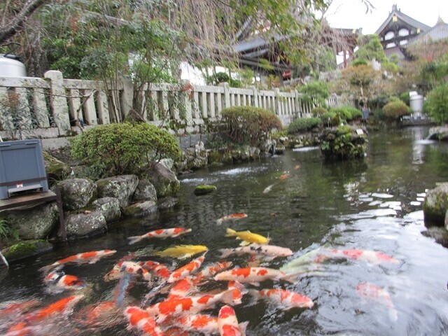 久遠寺の錦鯉