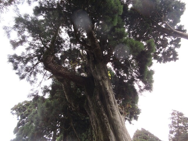 身延山の山頂近くの巨木