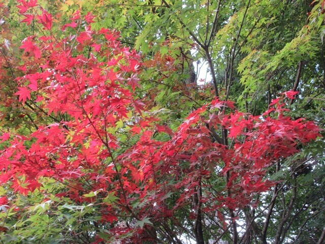 身延山の紅葉