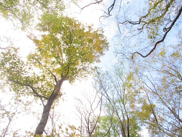 高ドッキョウへの登山ルート上の紅葉