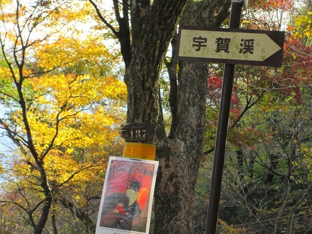 竜ヶ岳遠足尾根上の紅葉