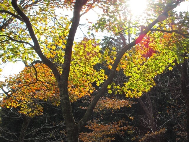 竜ヶ岳の紅葉