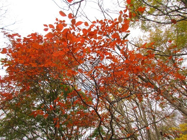 竜ヶ岳への稜線上の登山ルートは広葉樹の森