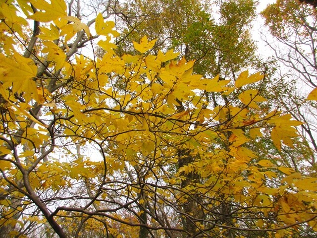 竜ヶ岳三重の紅葉の見頃の時期は１１月上旬から下旬の様子