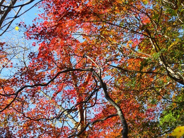 入道ヶ岳北尾根の紅葉