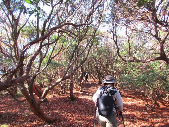 入道ヶ岳の上部は雰囲気の良い所が多い