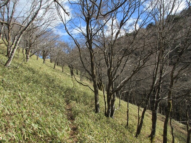 沢笠取山分水嶺までの登山ルートが沿い歩きから笹原歩きに変わった様子