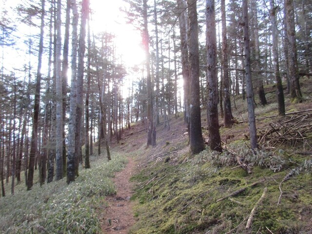 笠取山の平坦な登山道