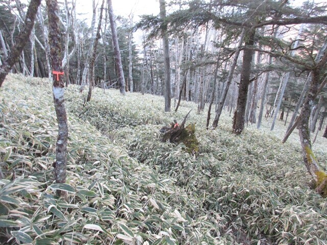 黒槐山から西御殿岩を目指して奥秩父主脈縦走路へ復帰した様子