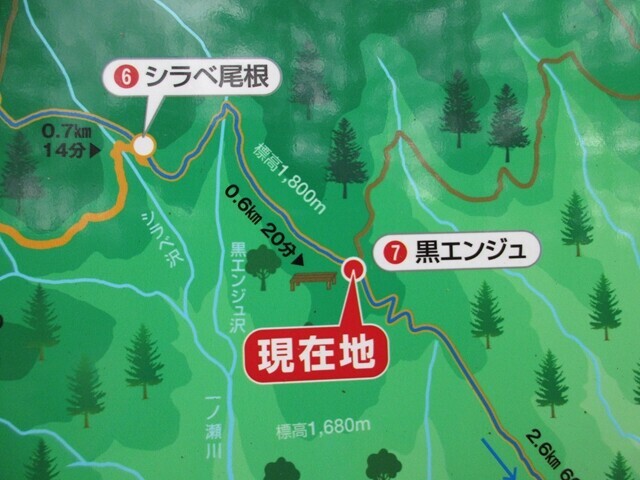 黒エンジュ