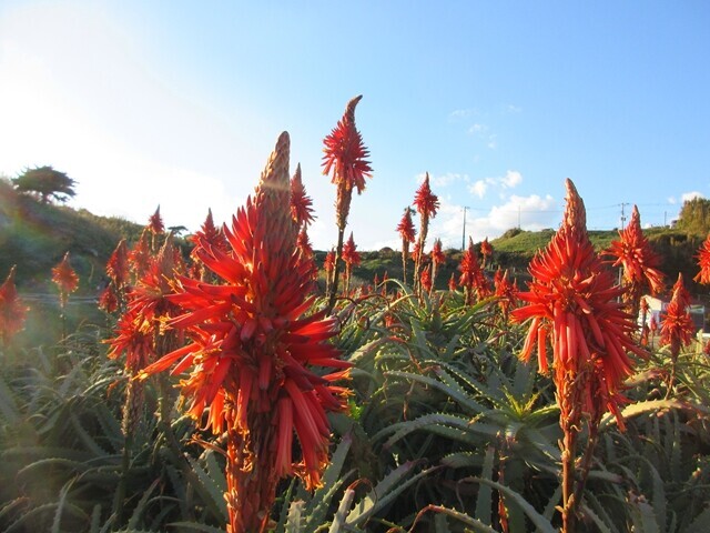 爪木崎のアロエのお花