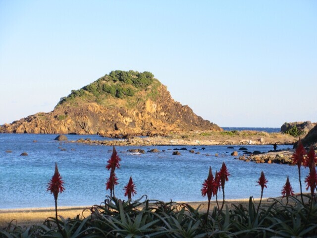 アロエのお花と爪木崎の景色