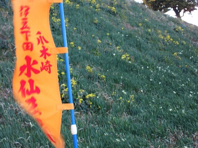 爪木崎の水仙の開花状況