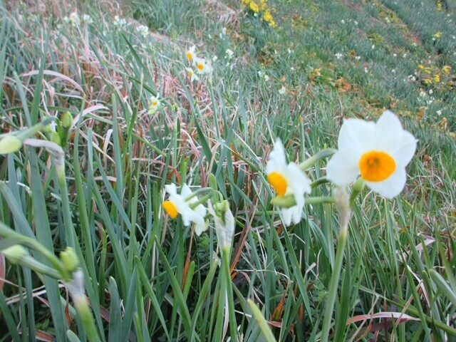 水仙のお花の開花具合