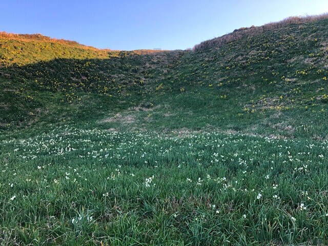 爪木崎一面が水仙の花