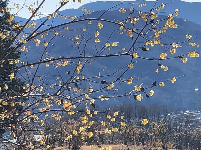 宝登山のロウバイと青空