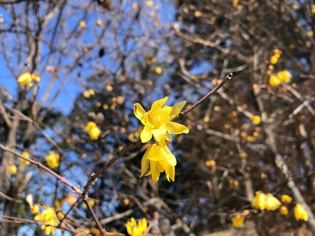 宝登山のロウバイの花が綺麗