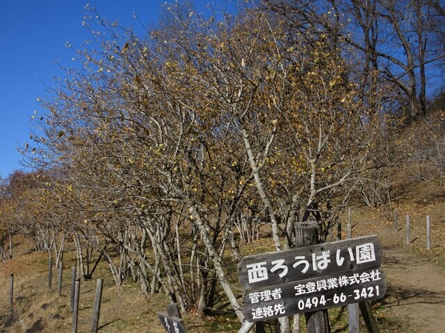 宝登山のロウバイ園