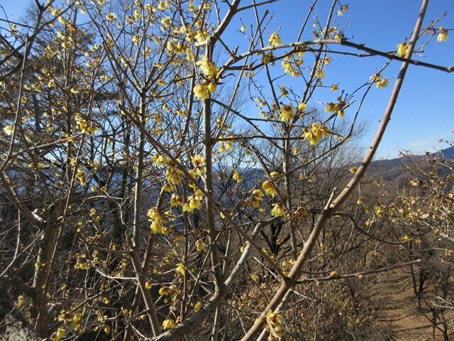 宝登山の蠟梅の見頃の時期