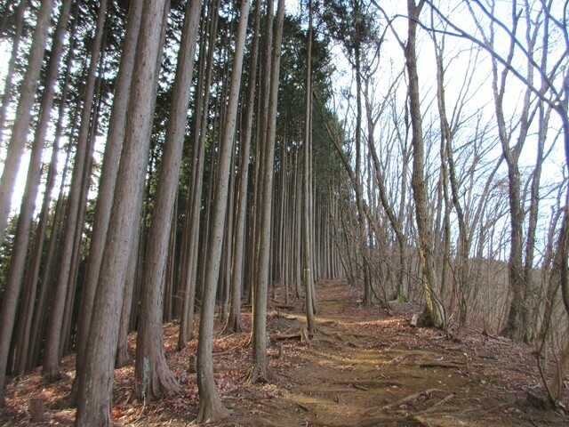 歩きやすい大塚山の登山道