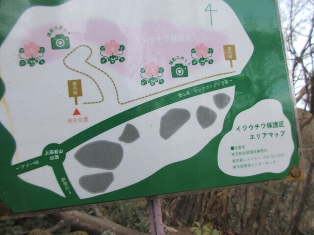 高岩山のイワウチワ群生地