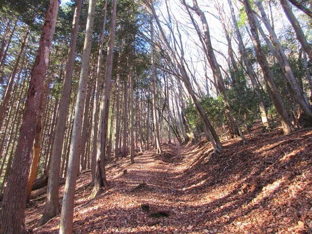 醍醐山の登山ルートの雰囲気