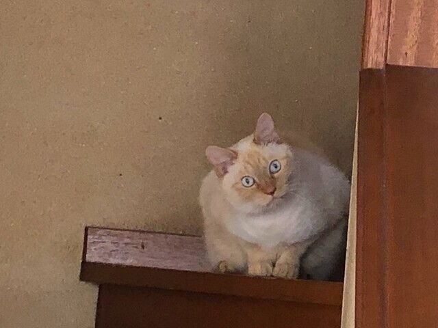 ＬＥＤシャンデリアを設置している様子を観ている猫
