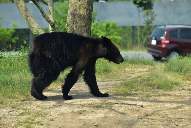 丹沢山でクマに襲われ登山者が怪我！遭遇場所や丹沢のクマの頭数