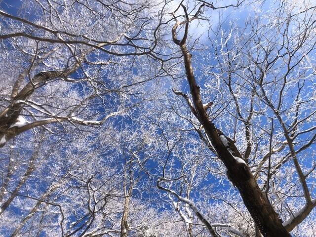 何時までも見ていられる霧氷の森