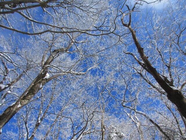 丹沢の霧氷と青空